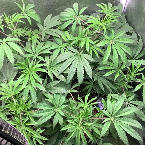 Black Cherry Gushers #1 growlog timeline photo