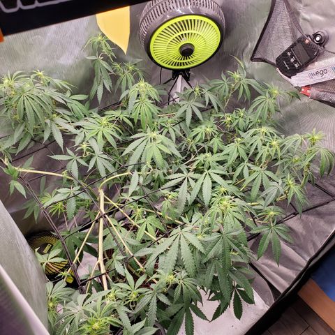 Lemon Cherry Gelato #1 growlog timeline photo