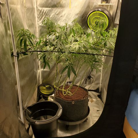 Lemon Cherry Gelato #1 growlog timeline photo