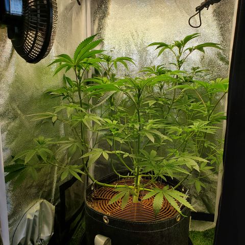 Black Cherry Gushers #1 growlog timeline photo