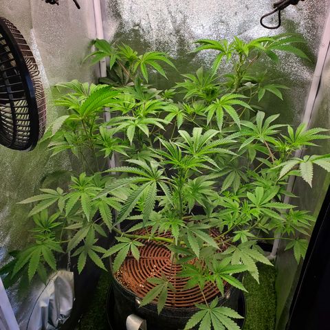 Black Cherry Gushers #1 growlog timeline photo