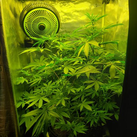 Black Cherry Gushers #1 growlog timeline photo