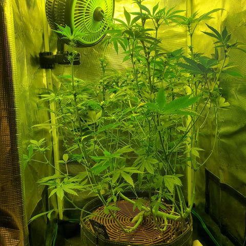 Black Cherry Gushers #1 growlog timeline photo