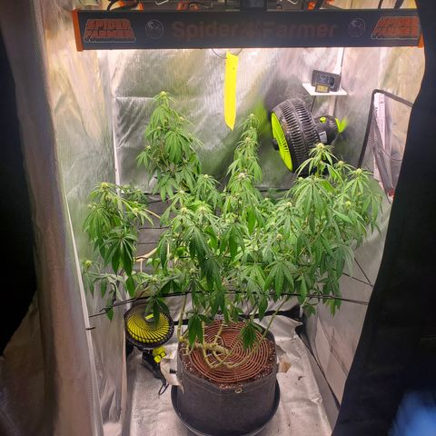 Lemon Cherry Gelato #1 growlog timeline photo