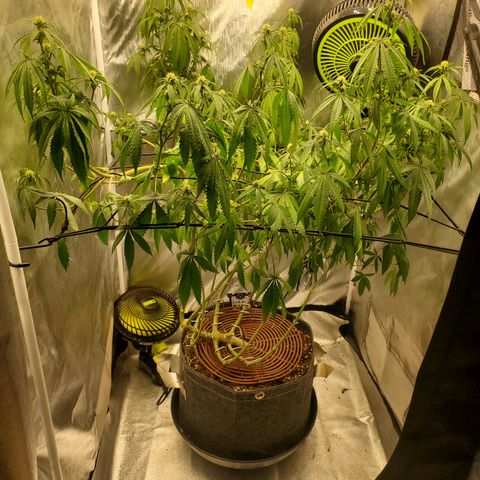 Lemon Cherry Gelato #1 growlog timeline photo