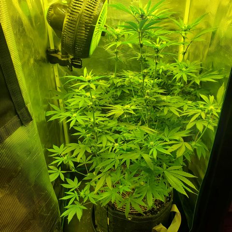 Black Cherry Gushers #1 growlog timeline photo