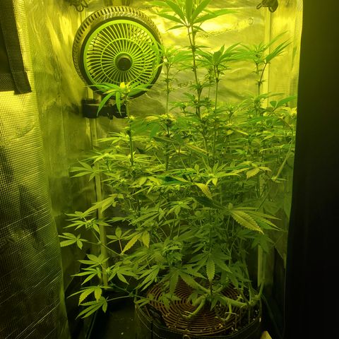 Black Cherry Gushers #1 growlog timeline photo