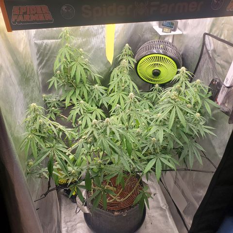 Lemon Cherry Gelato #1 growlog timeline photo
