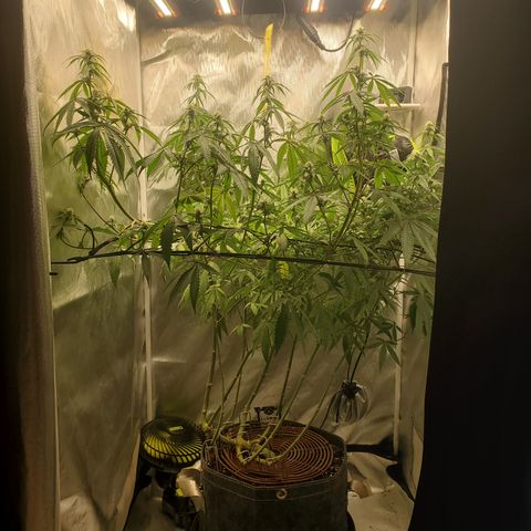 Lemon Cherry Gelato #1 growlog timeline photo