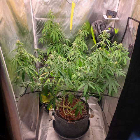 Lemon Cherry Gelato #1 growlog timeline photo