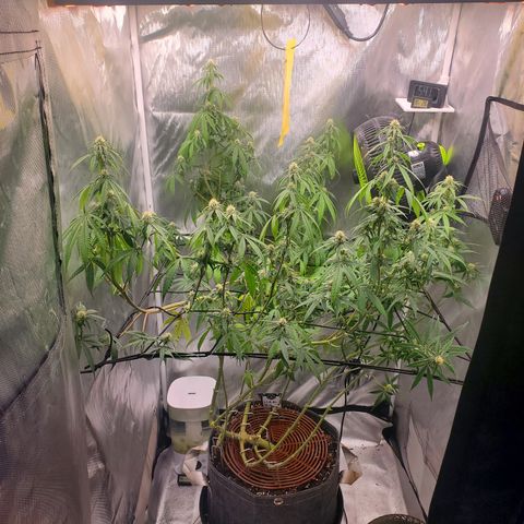 Lemon Cherry Gelato #1 growlog timeline photo