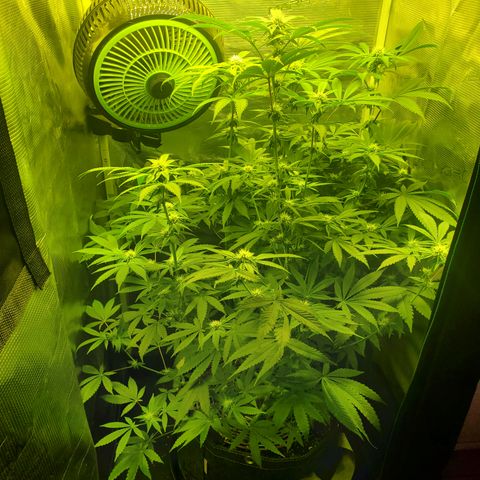 Black Cherry Gushers #1 growlog timeline photo