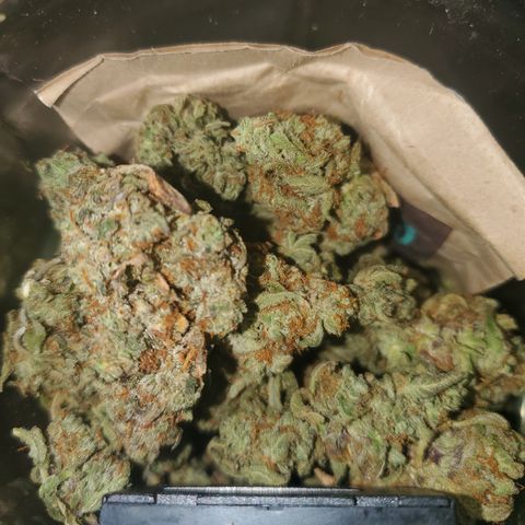 Beary Oreoz  #3 growlog timeline photo