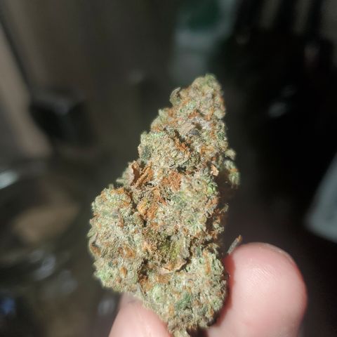 Beary Oreoz  #3 growlog timeline photo