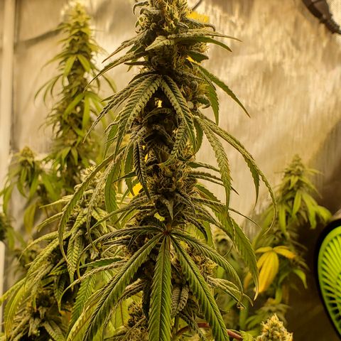 Lemon Cherry Gelato #1 growlog timeline photo