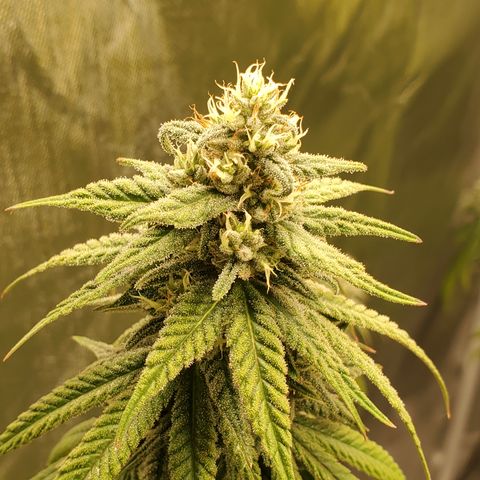 Lemon Cherry Gelato #1 growlog timeline photo