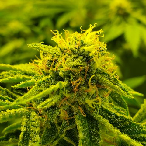 Black Cherry Gushers #1 growlog timeline photo