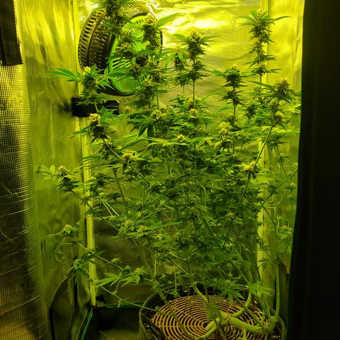 Black Cherry Gushers #1 growlog timeline photo