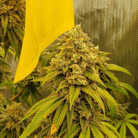 Lemon Cherry Gelato #1 growlog timeline photo