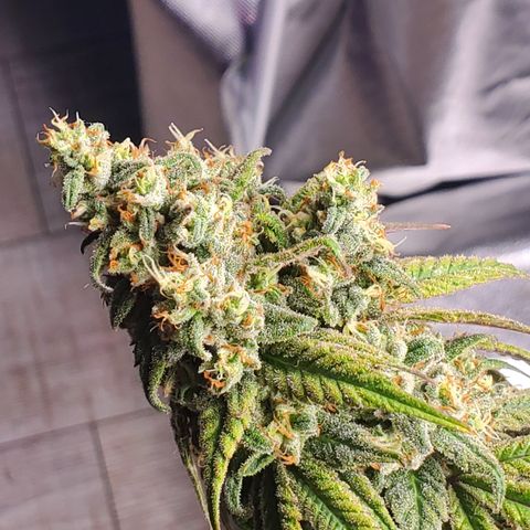 Lemon Cherry Gelato #1 growlog timeline photo