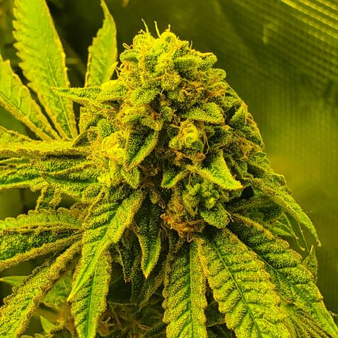 Black Cherry Gushers #1 growlog timeline photo