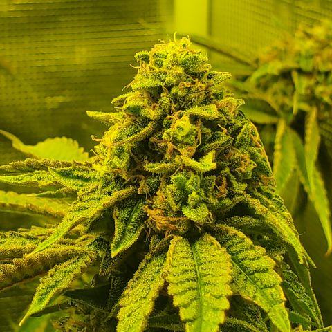 Black Cherry Gushers #1 growlog timeline photo