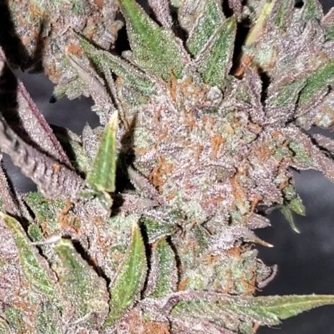 Black Cherry Gushers #1 growlog timeline photo