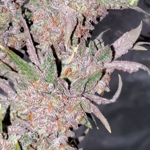 Black Cherry Gushers #1 growlog timeline photo