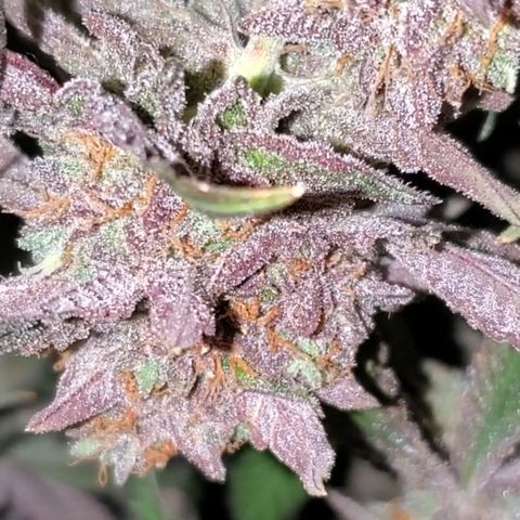 Black Cherry Gushers #1 growlog timeline photo