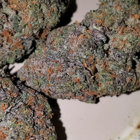 Black Cherry Gushers #1 growlog timeline photo