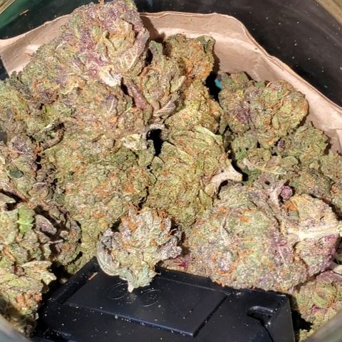 Black Cherry Gushers #1 growlog timeline photo