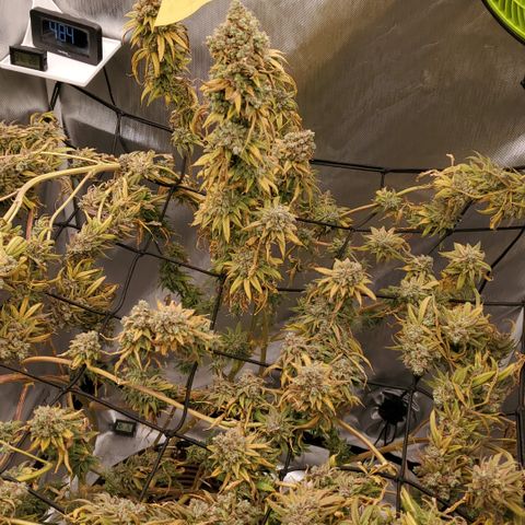 Lemon Cherry Gelato #1 growlog timeline photo