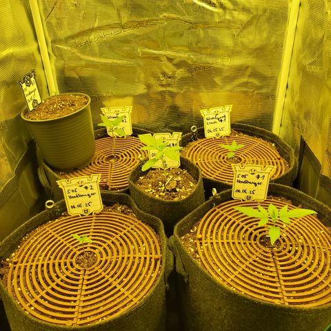 Schoolyard Crush #1 growlog timeline photo