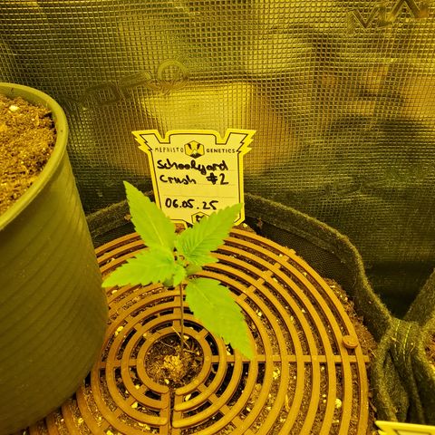 Schoolyard Crush #2 growlog timeline photo