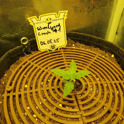Schoolyard Crush #1 growlog timeline photo
