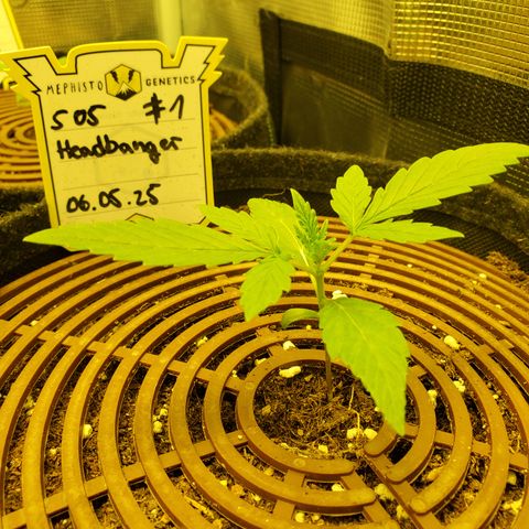 505 Headbanger #1 growlog timeline photo