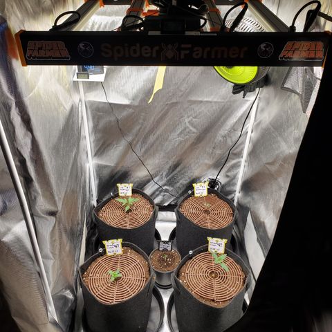 Schoolyard Crush #1 growlog timeline photo