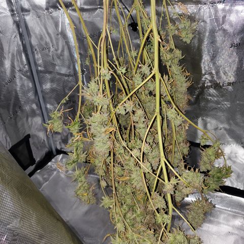 Lemon Cherry Gelato #1 growlog timeline photo