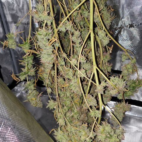 Lemon Cherry Gelato #1 growlog timeline photo
