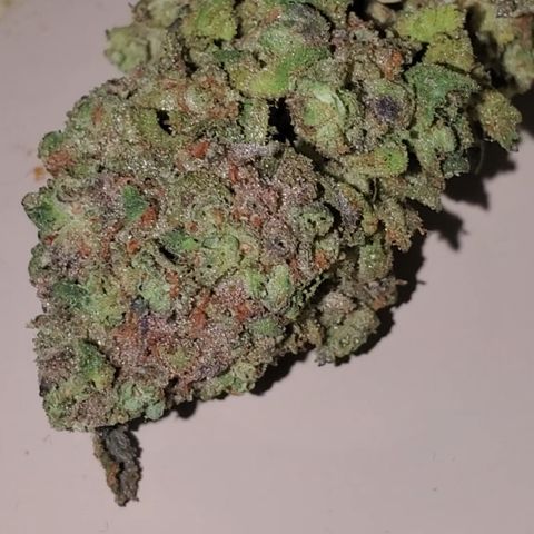 Lemon Cherry Gelato #1 growlog timeline photo