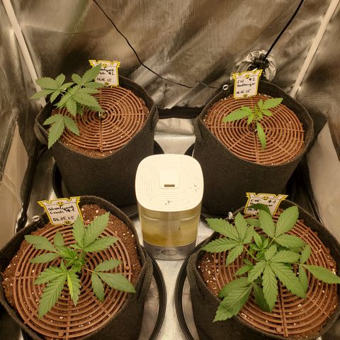 Schoolyard Crush #1 growlog timeline photo