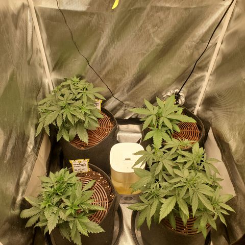 Schoolyard Crush #1 growlog timeline photo