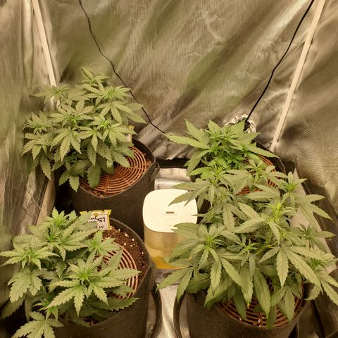 Schoolyard Crush #1 growlog timeline photo