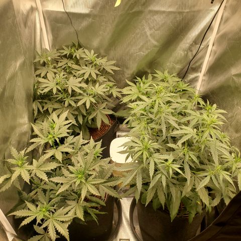 Schoolyard Crush #1 growlog timeline photo