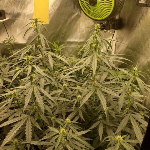 Schoolyard Crush #1 growlog timeline photo