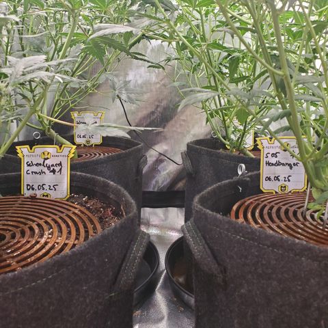 Schoolyard Crush #1 growlog timeline photo