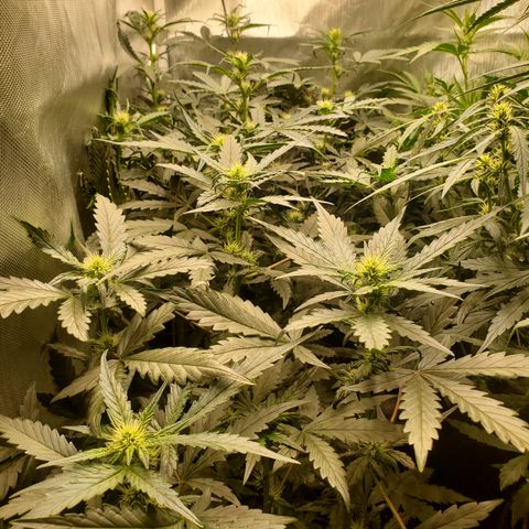 Schoolyard Crush #1 growlog timeline photo