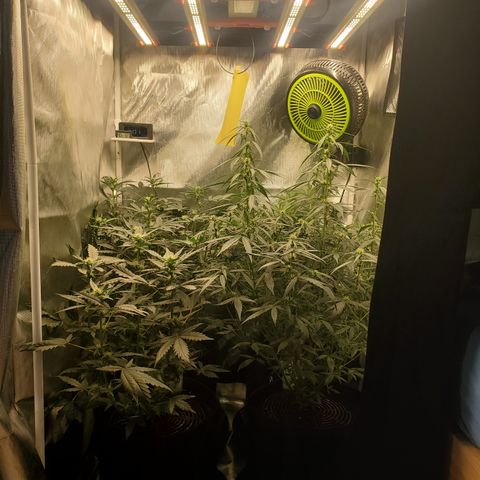 Schoolyard Crush #1 growlog timeline photo