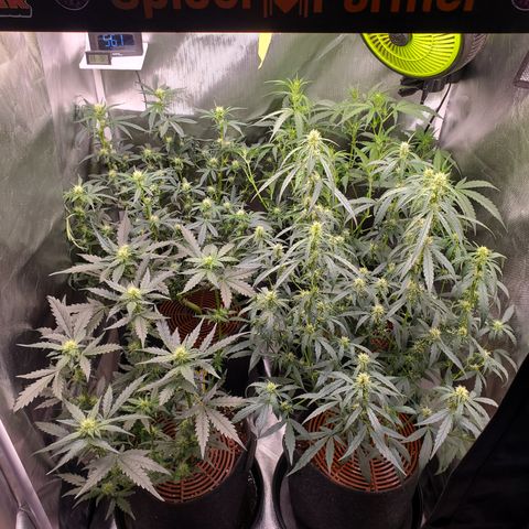 Schoolyard Crush #1 growlog timeline photo