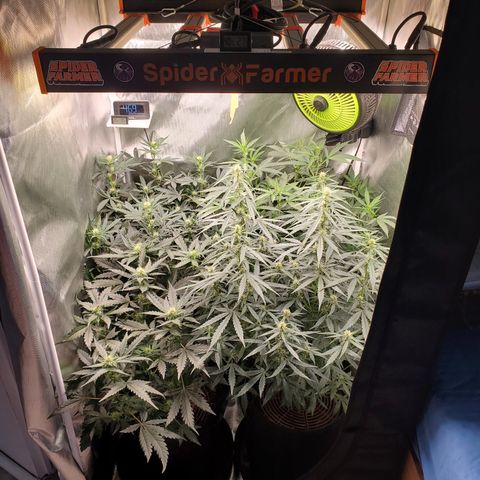 Schoolyard Crush #1 growlog timeline photo